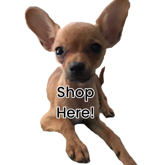 Meet Chicken Lil Lips, a chihuahua & Beverley, a human - Picture 2 of 2